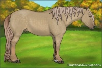 Horse Color:Chocolate Palomino Dun 