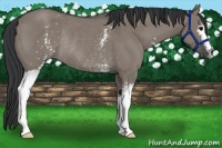 Horse Color:White Spotted Grullo Rabicano