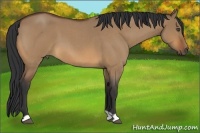 Horse Color:Bay Roan Dun 