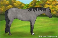 Horse Color:Grullo Roan 
