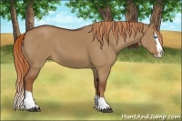 Horse Color:Red Dun Sabino Splash 