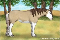 Horse Color:Liver Red Dun Sabino Splash