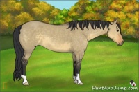 Horse Color:Buckskin Dun 