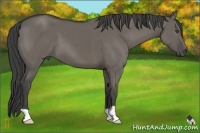 Horse Color:Smoky Grullo 
