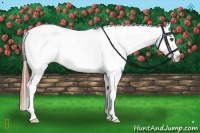 Horse Color:White Spotted Black Splash Appaloosa 