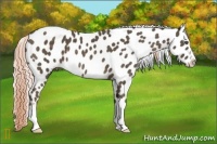Horse Color:Chocolate Palomino Sabino Appaloosa