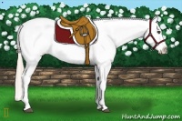 Horse Color:Palomino Roan Appaloosa