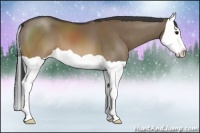 Horse Color:Brown Dun Splash