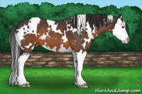 Horse Color:White Spotted Brown Splash 