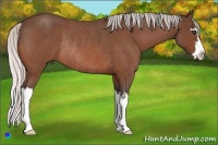 Horse Color:Silver Bay Roan Splash Frame Rabicano 