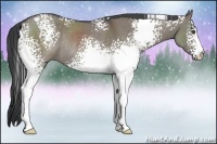 Horse Color:White Spotted Grullo Rabicano