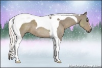 Horse Color:Silver Smoky Grullo Tobiano