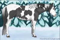 Horse Color:Smoky Blue Roan Splash Tobiano 