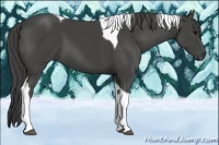 Horse Color:Smoky Black Tobiano 