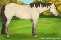 Horse Color:Amber Champagne Dun 