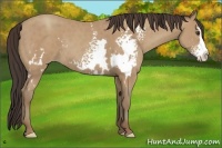 Horse Color:White Spotted Classic Champagne Sabino Frame