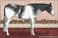 Horse Color:White Spotted Black