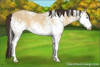 Horse Color:White Spotted Amber Champagne Dun 