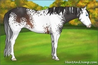 Horse Color:White Spotted Brown Sabino Splash