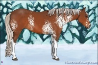 Horse Color:White Spotted Silver Bay Tobiano