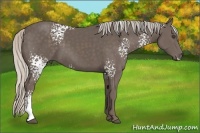 Horse Color:White Spotted Silver Black 