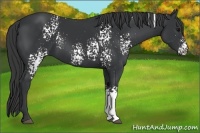Horse Color:White Spotted Black 