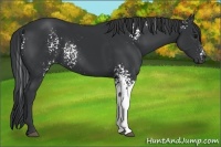 Horse Color:White Spotted Black