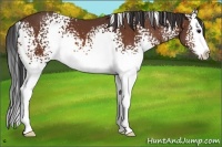 Horse Color:White Spotted Bay Splash