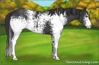 Horse Color:White Spotted Black