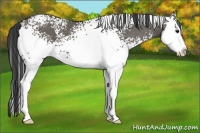Horse Color:White Spotted Grullo Splash 