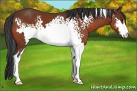 Horse Color:White Spotted Bay Frame