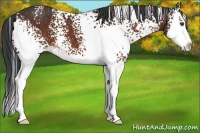 Horse Color:White Spotted Bay Splash 