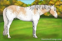 Horse Color:White Spotted Silver Amber Champagne Rabicano
