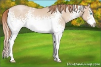 Horse Color:White Spotted Buckskin Pearl Splash 