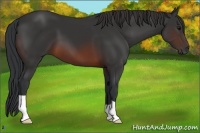Horse Color:Brown 