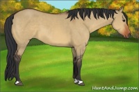 Horse Color:Bay Dun