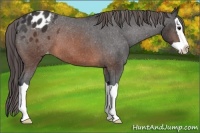 Horse Color:Brown Splash Appaloosa