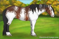 Horse Color:White Spotted Bay 