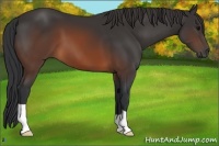 Horse Color:Brown 