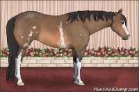 Horse Color:White Spotted Buckskin 