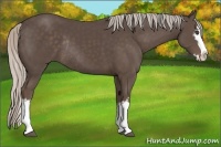 Horse Color:White Spotted Silver Black Splash Rabicano 
