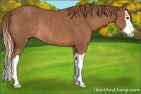 Horse Color:Chestnut Splash Rabicano 