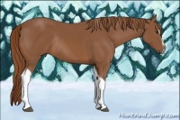 Horse Color:Chestnut Sabino Tobiano Rabicano 