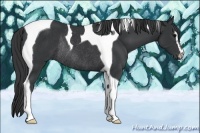 Horse Color:Black Sabino Tobiano Rabicano