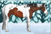 Horse Color:Bay Sabino Splash Tobiano 