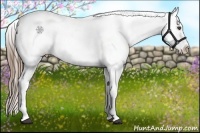 Horse Color:Smoky Black Appaloosa 