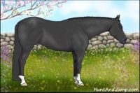 Horse Color:Smoky Black