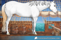 Horse Color:White Spotted Smoky Grullo Splash Frame Varnish Rabicano 