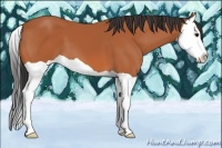 Horse Color:Bay Splash 