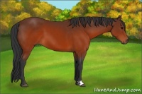 Horse Color:Brown 